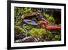 Kinabalu giant red leech feeding on Kinabalu giant earthworm, on Mount Kinabalu, Borneo-Paul Williams-Framed Photographic Print
