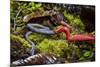 Kinabalu giant red leech feeding on Kinabalu giant earthworm, on Mount Kinabalu, Borneo-Paul Williams-Mounted Photographic Print