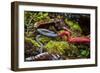 Kinabalu giant red leech feeding on Kinabalu giant earthworm, on Mount Kinabalu, Borneo-Paul Williams-Framed Photographic Print