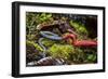 Kinabalu giant red leech feeding on Kinabalu giant earthworm, on Mount Kinabalu, Borneo-Paul Williams-Framed Photographic Print