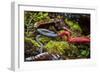 Kinabalu giant red leech feeding on Kinabalu giant earthworm, on Mount Kinabalu, Borneo-Paul Williams-Framed Photographic Print