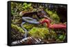 Kinabalu giant red leech feeding on Kinabalu giant earthworm, on Mount Kinabalu, Borneo-Paul Williams-Framed Stretched Canvas