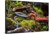 Kinabalu giant red leech feeding on Kinabalu giant earthworm, on Mount Kinabalu, Borneo-Paul Williams-Stretched Canvas
