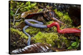 Kinabalu giant red leech feeding on Kinabalu giant earthworm, on Mount Kinabalu, Borneo-Paul Williams-Stretched Canvas