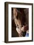 Kind Farmers Hands Holding Horses Head-Wollwerth Imagery-Framed Photographic Print