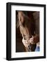 Kind Farmers Hands Holding Horses Head-Wollwerth Imagery-Framed Photographic Print