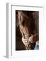 Kind Farmers Hands Holding Horses Head-Wollwerth Imagery-Framed Photographic Print