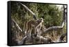 Kinda Baboon-Michele Westmorland-Framed Stretched Canvas