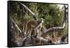 Kinda Baboon-Michele Westmorland-Framed Stretched Canvas