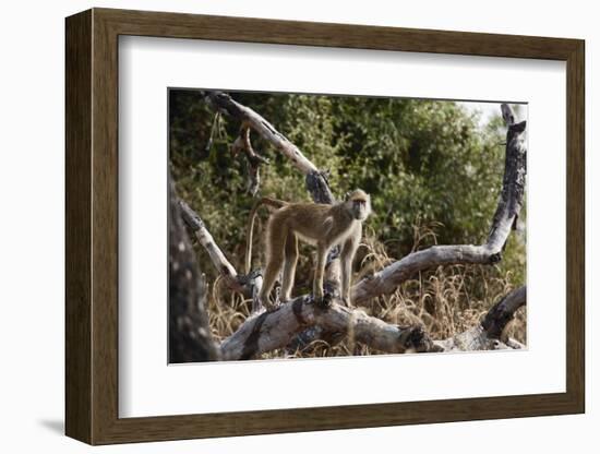 Kinda Baboon-Michele Westmorland-Framed Photographic Print