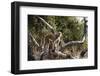 Kinda Baboon-Michele Westmorland-Framed Photographic Print