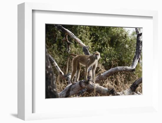 Kinda Baboon-Michele Westmorland-Framed Photographic Print