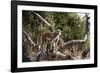 Kinda Baboon-Michele Westmorland-Framed Photographic Print