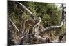 Kinda Baboon-Michele Westmorland-Mounted Photographic Print