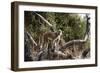 Kinda Baboon-Michele Westmorland-Framed Photographic Print