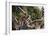 Kinda Baboon-Michele Westmorland-Framed Photographic Print