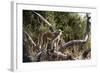 Kinda Baboon-Michele Westmorland-Framed Photographic Print