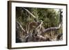 Kinda Baboon-Michele Westmorland-Framed Photographic Print