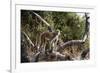 Kinda Baboon-Michele Westmorland-Framed Photographic Print