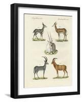 Kinds of Antilopes-null-Framed Giclee Print