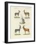 Kinds of Antilopes-null-Framed Giclee Print