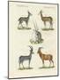 Kinds of Antilopes-null-Mounted Giclee Print