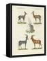 Kinds of Antilopes-null-Framed Stretched Canvas