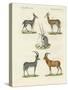 Kinds of Antilopes-null-Stretched Canvas
