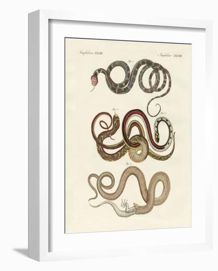 Kinds of Colubrids-null-Framed Giclee Print