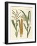 Kinds of Corns-null-Framed Giclee Print