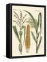 Kinds of Corns-null-Framed Stretched Canvas