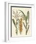 Kinds of Corns-null-Framed Giclee Print