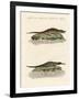 Kinds of Crocodiles-null-Framed Giclee Print