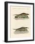 Kinds of Crocodiles-null-Framed Giclee Print