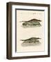 Kinds of Crocodiles-null-Framed Giclee Print