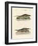 Kinds of Crocodiles-null-Framed Giclee Print