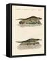 Kinds of Crocodiles-null-Framed Stretched Canvas