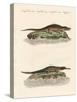 Kinds of Crocodiles-null-Stretched Canvas