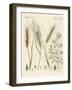 Kinds of Grain-null-Framed Giclee Print