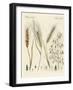 Kinds of Grain-null-Framed Giclee Print