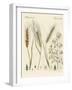 Kinds of Grain-null-Framed Giclee Print