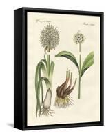 Kinds of Leek-null-Framed Stretched Canvas