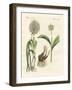 Kinds of Leek-null-Framed Giclee Print