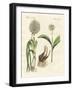 Kinds of Leek-null-Framed Giclee Print