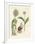 Kinds of Leek-null-Framed Giclee Print