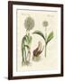 Kinds of Leek-null-Framed Giclee Print