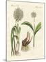 Kinds of Leek-null-Mounted Giclee Print