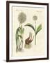 Kinds of Leek-null-Framed Premium Giclee Print