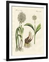 Kinds of Leek-null-Framed Premium Giclee Print