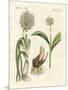 Kinds of Leek-null-Mounted Premium Giclee Print